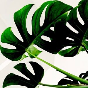 Meet your Posher, Sofia